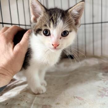Kermit -  Tabby and Domestic Short Hair Cat for Adoption in Newark Valley, New York - Kermit | PetCurious