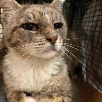 Truman -  Domestic Short Hair Cat for Adoption in New York, New York - Truman | PetCurious