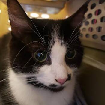 Oreo -  Domestic Medium Hair Cat for Adoption in Fairport, New York - Oreo | PetCurious