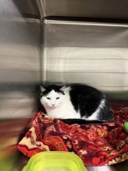Rescue Domestic Short Hair Cats for Adoption in Bowling Green, Kentucky - Graham | PetCurious