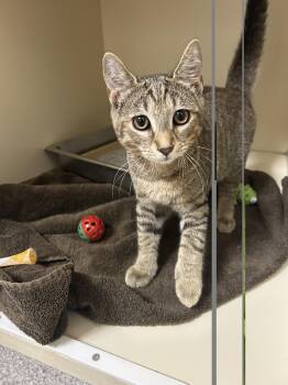 Shiva -  Domestic Short Hair Cat for Adoption in Lancaster, Pennsylvania - Shiva | PetCurious