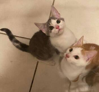 Lilo and Stitch -  Domestic Short Hair Cat for Adoption in Belchertown, Massachusetts - Lilo And Stitch | PetCurious