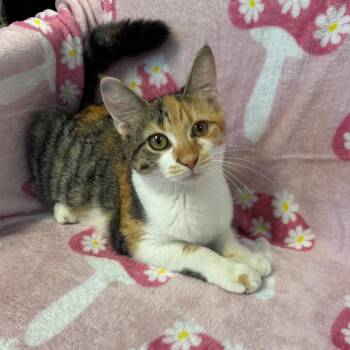 Bridal (female) -  Domestic Short Hair Cat for Adoption in Kittanning, Pennsylvania - Bridal (female) | PetCurious