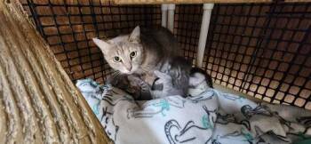 Kitten 27878 (Anna) -  Tabby Cat for Adoption in Parlier, California - Kitten 27878 (Anna) | PetCurious