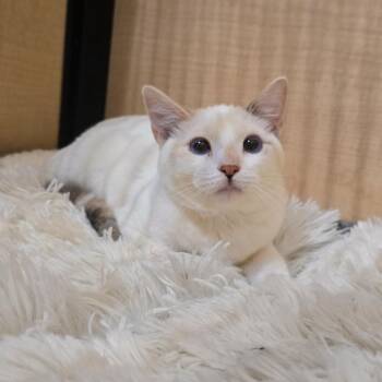 Rescue Siamese Cats for Adoption in Warr Acres, Oklahoma - Petunia | PetCurious
