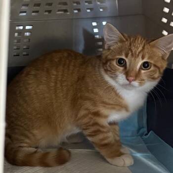Bennett -  Domestic Short Hair Cat for Adoption in Salt Lake City, Utah - Bennett | PetCurious