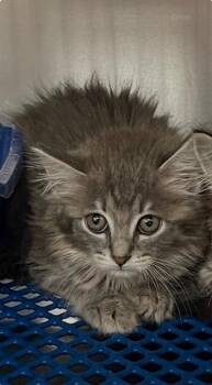 Diamond -  Domestic Long Hair Cat Available for Adoption in Jackson, Louisiana - Diamond | PetCurious