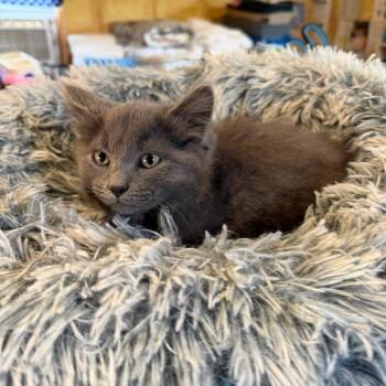 Hershey -  Domestic Long Hair Cat for Adoption in Park Falls, Wisconsin - Hershey | PetCurious