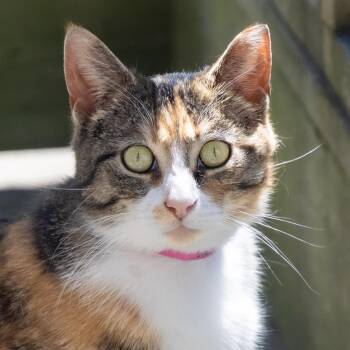 Domestic Short Hair Cats Available for Adoption in Victor, New York - Acorn | PetCurious