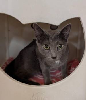 Skyla -  Domestic Short Hair Cat for Adoption in Tucson, Arizona - Skyla | PetCurious