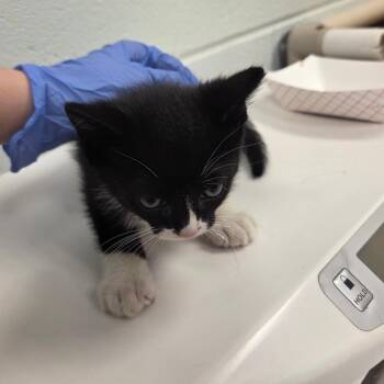 Lint Licker -  Domestic Short Hair Cat for Adoption in Chattanooga, Tennessee - Lint Licker | PetCurious