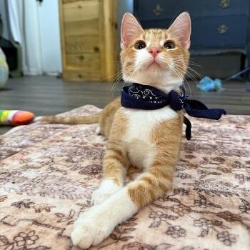 Mochi Social Butterfly -  Tabby and Domestic Short Hair Cat for Adoption in Friendswood, Texas - Mochi Social Butterfly | PetCurious