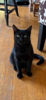 Baguette -  American Shorthair Cat for Adoption in Brunswick, Maine - Baguette | PetCurious