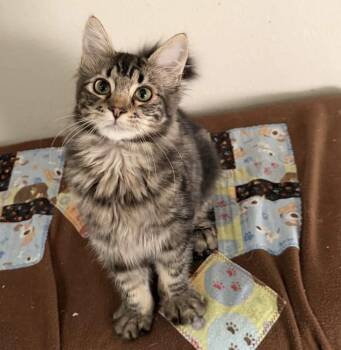 Ruffles -  Domestic Long Hair Cat for Adoption in Gladstone, Oregon - Ruffles | PetCurious