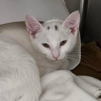 Speck -  Domestic Short Hair Cat for Adoption in Oneonta, New York - Speck | PetCurious