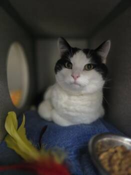 Domestic Short Hair Cats Available for Adoption in Aliquippa, Pennsylvania - OTTERBOX | PetCurious