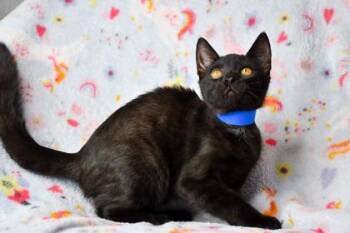 Darel -  Domestic Short Hair Cat for Adoption in Yakima, Washington - Darel | PetCurious