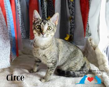 Circe -  Domestic Short Hair Cat for Adoption in Ocean Springs, Mississippi - Circe | PetCurious