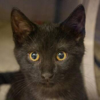 Domestic Short Hair Cats Available for Adoption in Evansville, Indiana - Stella | PetCurious