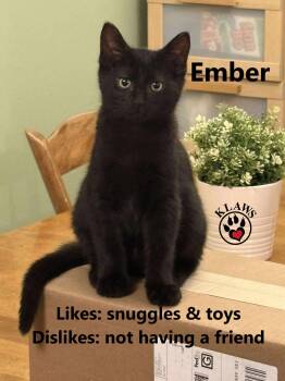 Rescue Domestic Short Hair Cats for Adoption in Kawartha Lakes, Ontario - Ember | PetCurious