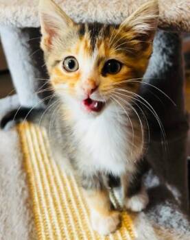 Penni -  Domestic Short Hair Cat for Adoption in Mokena, Illinois - Penni | PetCurious