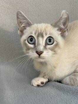 Marshmallow (& Monkey) -  Siamese Cat for Adoption in Minneapolis, Minnesota - Marshmallow (& Monkey) | PetCurious