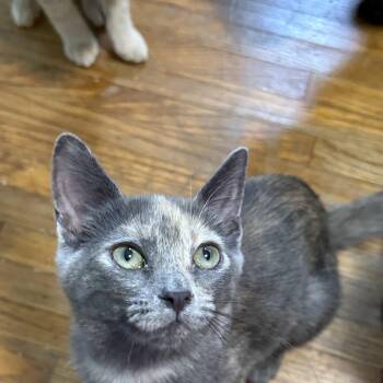 Apricot -  Dilute Tortoiseshell Cat for Adoption in Burnaby, British Columbia - Apricot | PetCurious
