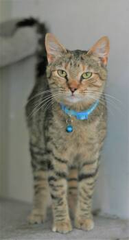 Domestic Short Hair and Tabby Cats Available for Adoption in Attalla, Alabama - Estella | PetCurious