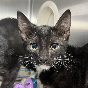 Donatella -  Domestic Short Hair Cat for Adoption in Palm Springs, California - Donatella | PetCurious