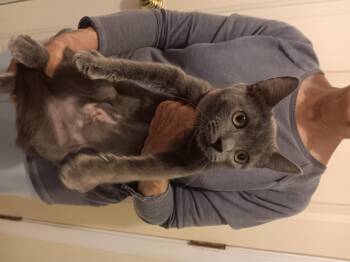 Russian Blue Cats Available for Adoption in North East, Maryland - Shilo | PetCurious