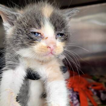 Aspen -  Domestic Short Hair Cat for Adoption in Belfair, Washington - Aspen | PetCurious