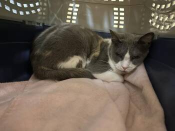 Domestic Short Hair Cats Available for Adoption in Dayton, Minnesota - Taylor Swift | PetCurious