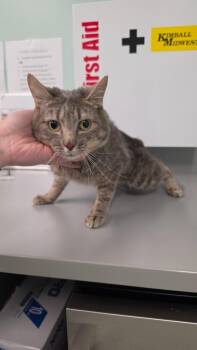 Packy -  Domestic Short Hair Cat for Adoption in Athens, Tennessee - Packy | PetCurious