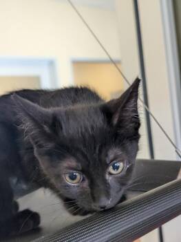 Jade -  Domestic Short Hair Cat for Adoption in Salinas, California - Jade | PetCurious