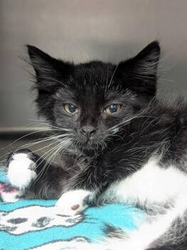Cardigan -  Domestic Medium Hair Cat for Adoption in Vancouver, Washington - Cardigan | PetCurious