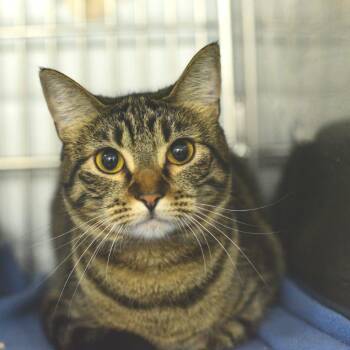 Rescue Domestic Short Hair Cats for Adoption in Idaho Falls, Idaho - Chickadee | PetCurious