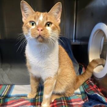 Lenny -  Domestic Short Hair Cat for Adoption in Watertown, Wisconsin - Lenny | PetCurious