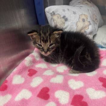 Dunkin -  Domestic Short Hair Cat for Adoption in Salt Lake City, Utah - Dunkin | PetCurious