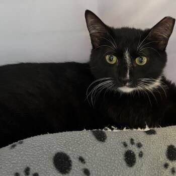 Domestic Short Hair Cats Available for Adoption - Nicolas | PetCurious