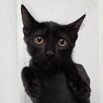 Bamboo -  Domestic Short Hair Cat for Adoption in Abilene, Texas - Bamboo | PetCurious