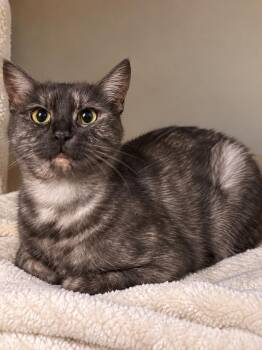CHARCOAL -  American Shorthair Cat for Adoption in Calimesa, California - CHARCOAL | PetCurious