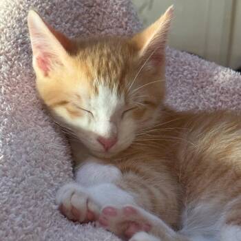 Penne 2 -  Domestic Short Hair Cat for Adoption in Bulverde, Texas - Penne 2 | PetCurious