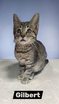 Gilbert -  Domestic Short Hair Cat for Adoption in Sullivan, Indiana - Gilbert | PetCurious
