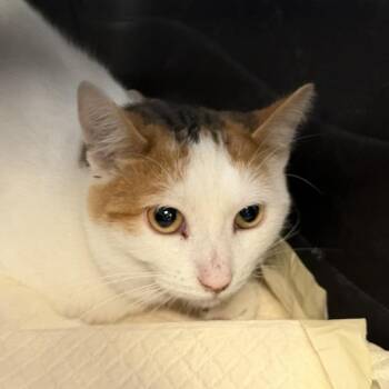 Holly -  Domestic Short Hair Cat for Adoption in New York, New York - Holly | PetCurious