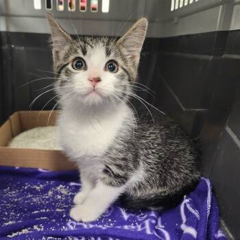 Rescue Domestic Short Hair Cats for Adoption in Monroe, Michigan - Pinecone | PetCurious