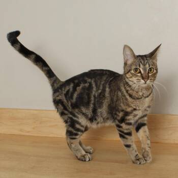Domestic Short Hair Cats Available for Adoption in Minnetonka, Minnesota - Fig C68286 | PetCurious
