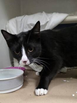 Domestic Short Hair Cats Available for Adoption in Boston, Massachusetts - HORSE | PetCurious