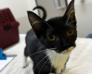 Harley -  Domestic Short Hair Cat for Adoption in Raleigh, North Carolina - Harley | PetCurious
