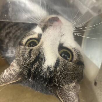 Aries -  Domestic Short Hair Cat for Adoption in Philadelphia, Pennsylvania - Aries | PetCurious