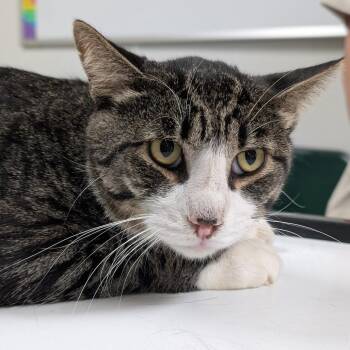 Mittey -  Domestic Short Hair Cat for Adoption in Canton, Illinois - Mittey | PetCurious